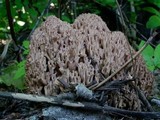 Ramaria rubripermanens image