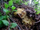 Ramaria rasilispora image