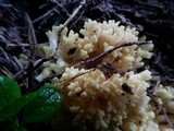 Ramaria rasilispora image
