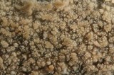 Hyphodermella corrugata image