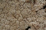 Hyphodermella corrugata image
