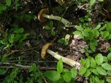 Cortinarius caperatus image