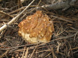 Gyromitra montana image