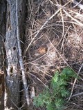 Gyromitra montana image