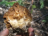 Gyromitra montana image