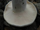 Lactarius piperatus image
