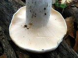 Lactarius piperatus image