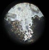 Phlebia incarnata image