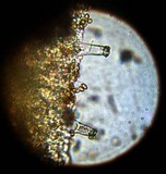 Inocybe hystrix image