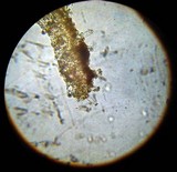 Inocybe hystrix image