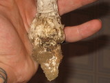 Amanita cinereopannosa image
