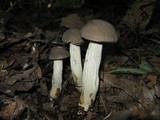 Retiboletus griseus image