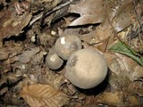 Retiboletus griseus image
