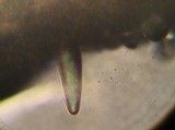 Harrya chromapes image