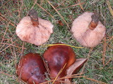 Tricholoma fracticum image