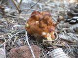 Gyromitra montana image