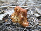 Gyromitra montana image