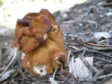 Gyromitra montana image