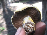 Agaricus moronii image