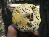Agaricus moronii image