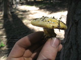 Agaricus moronii image
