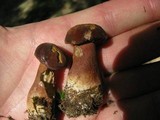 Tylopilus ferrugineus image