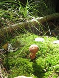 Tylopilus ferrugineus image