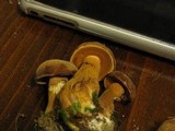 Tylopilus ferrugineus image