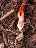Pseudocolus fusiformis image