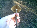 Psilocybe subaeruginosa image
