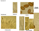 Psilocybe subaeruginosa image