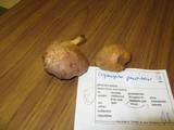 Gymnopilus punctifolius image