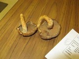 Gymnopilus punctifolius image