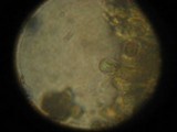 Gymnopilus punctifolius image