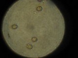 Gymnopilus punctifolius image