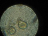Gymnopilus punctifolius image