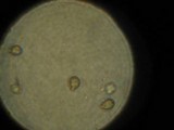 Gymnopilus punctifolius image