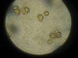 Gymnopilus punctifolius image
