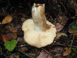 Russula fragrantissima image