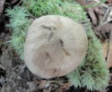 Lyophyllum transforme image