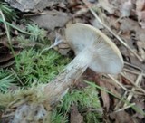 Lyophyllum transforme image