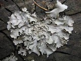 Parmotrema tinctorum image