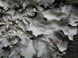 Parmotrema tinctorum image