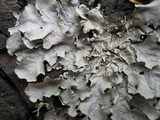 Parmotrema tinctorum image