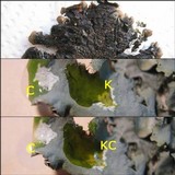 Parmotrema tinctorum image