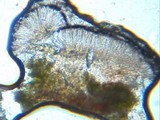 Bacidia heterochroa image