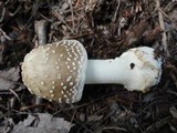 Amanita brunnescens image
