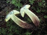 Boletellus chrysenteroides image