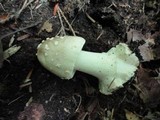Amanita brunnescens image