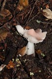 Hygrocybe calyptriformis var. calyptriformis image